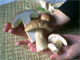 Mushroom Dinner